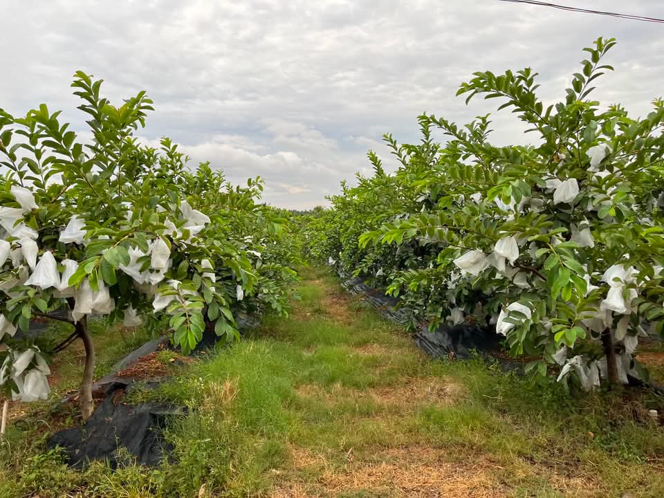 Taiwan Pink Guava Plants | High-Density Meadow Orchard Cultivation | 