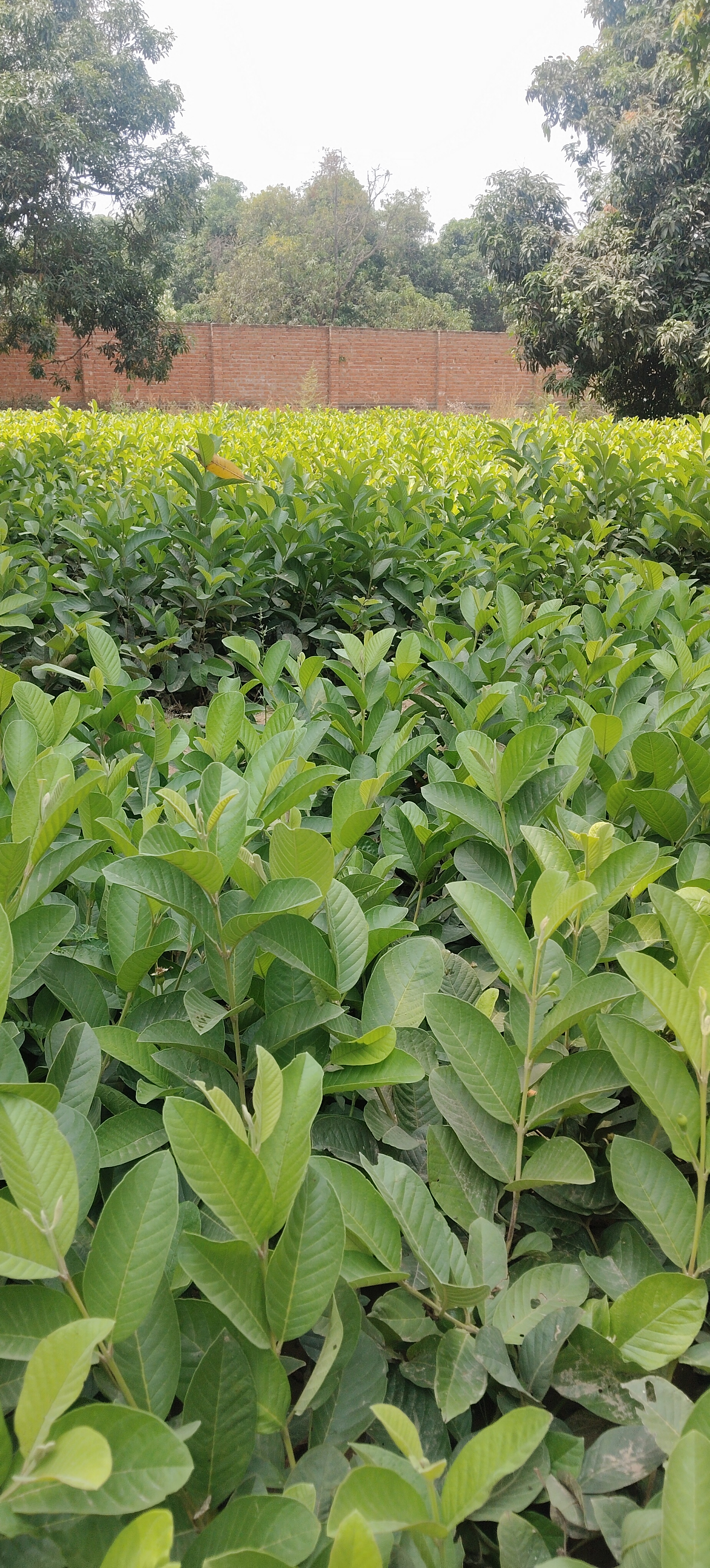 Taiwan Pink Guava Plants | High-Density Meadow Orchard Cultivation |  image 7