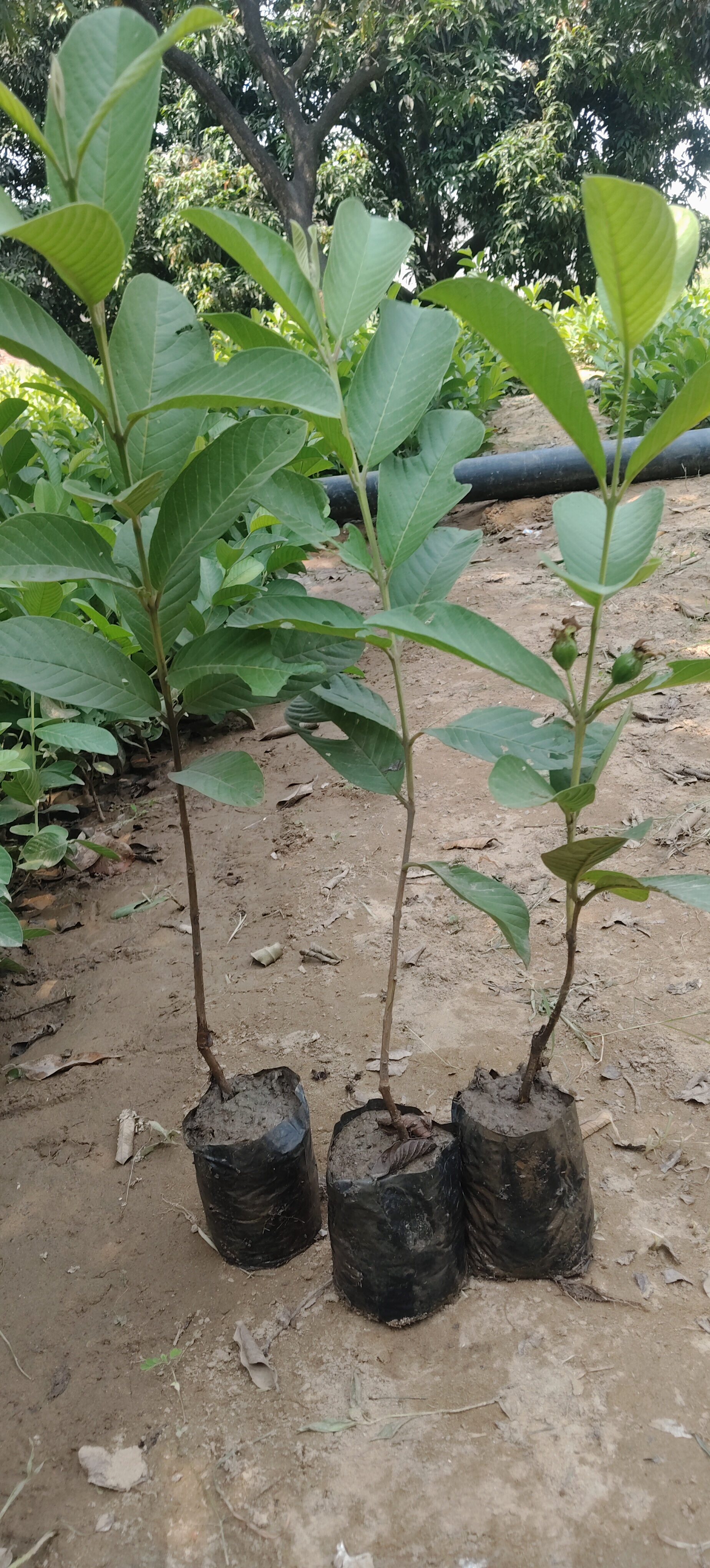 Taiwan Pink Guava Plants | High-Density Meadow Orchard Cultivation |  image 8